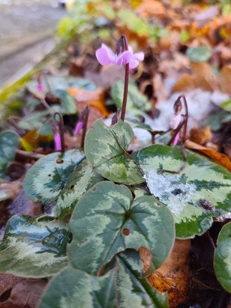 Huishoudelijke Hulp Vreden bij Groenlo, Diensten en Vakmensen, Schoonmaken