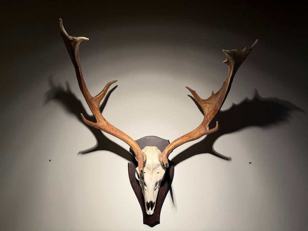 Imposant Damhert Gewei - Jachthut Mancave Decoratie, Ophalen, Gebruikt, Hert, Gewei of Kop