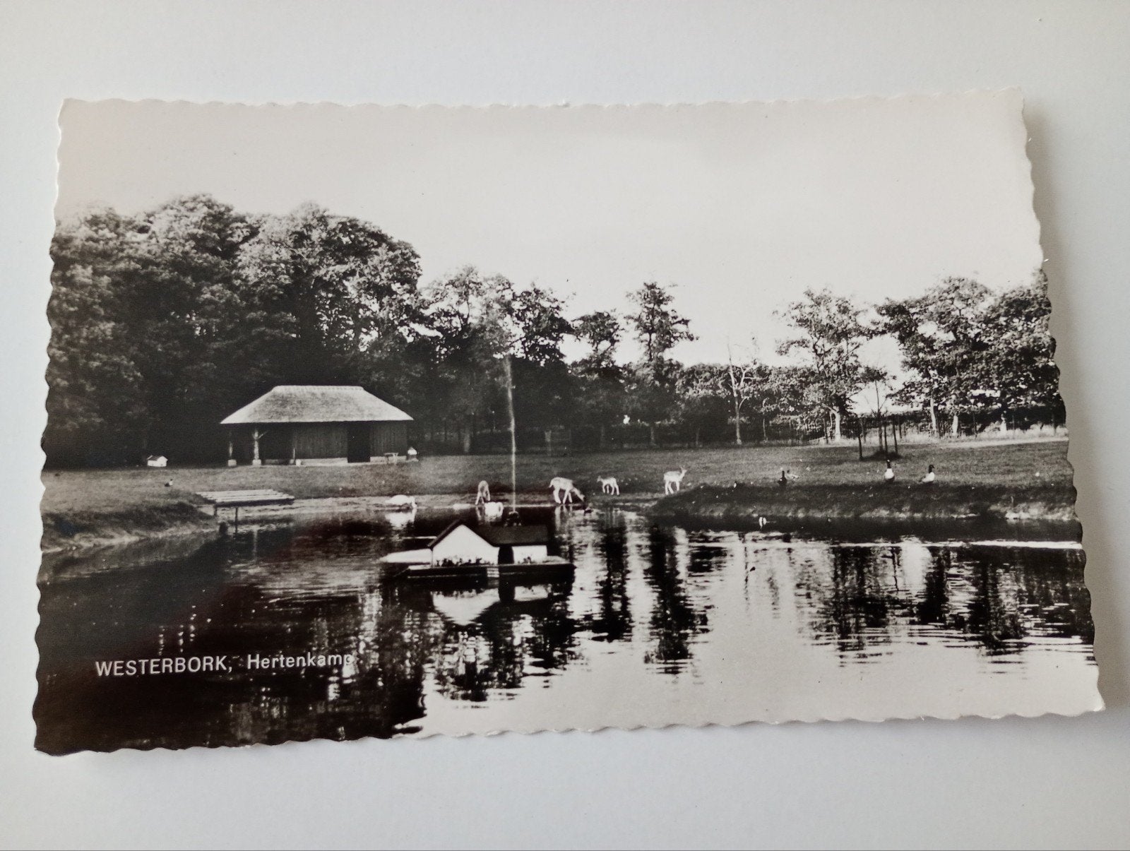 Westerbork Hertenkamp, Ophalen of Verzenden, 1940 tot 1960, Ongelopen, Drenthe