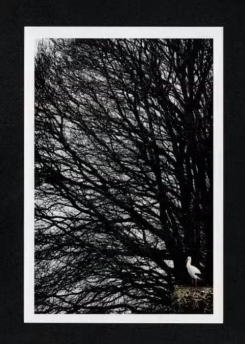 Ooievaar op Nest in een Boom., Ophalen of Verzenden, 1980 tot heden, Ongelopen, Vogel