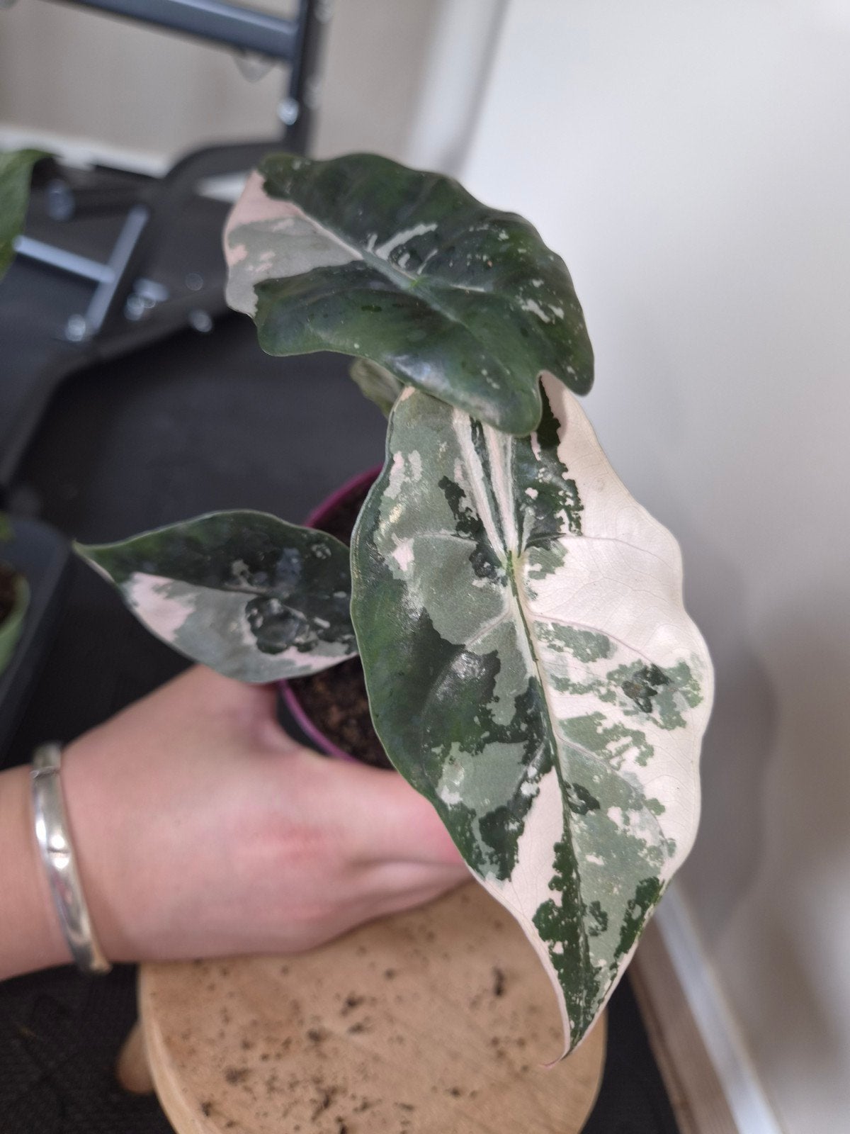 Alocasia Chantrieri Pink Variegata, Ophalen of Verzenden, Halfschaduw, Minder dan 100 cm