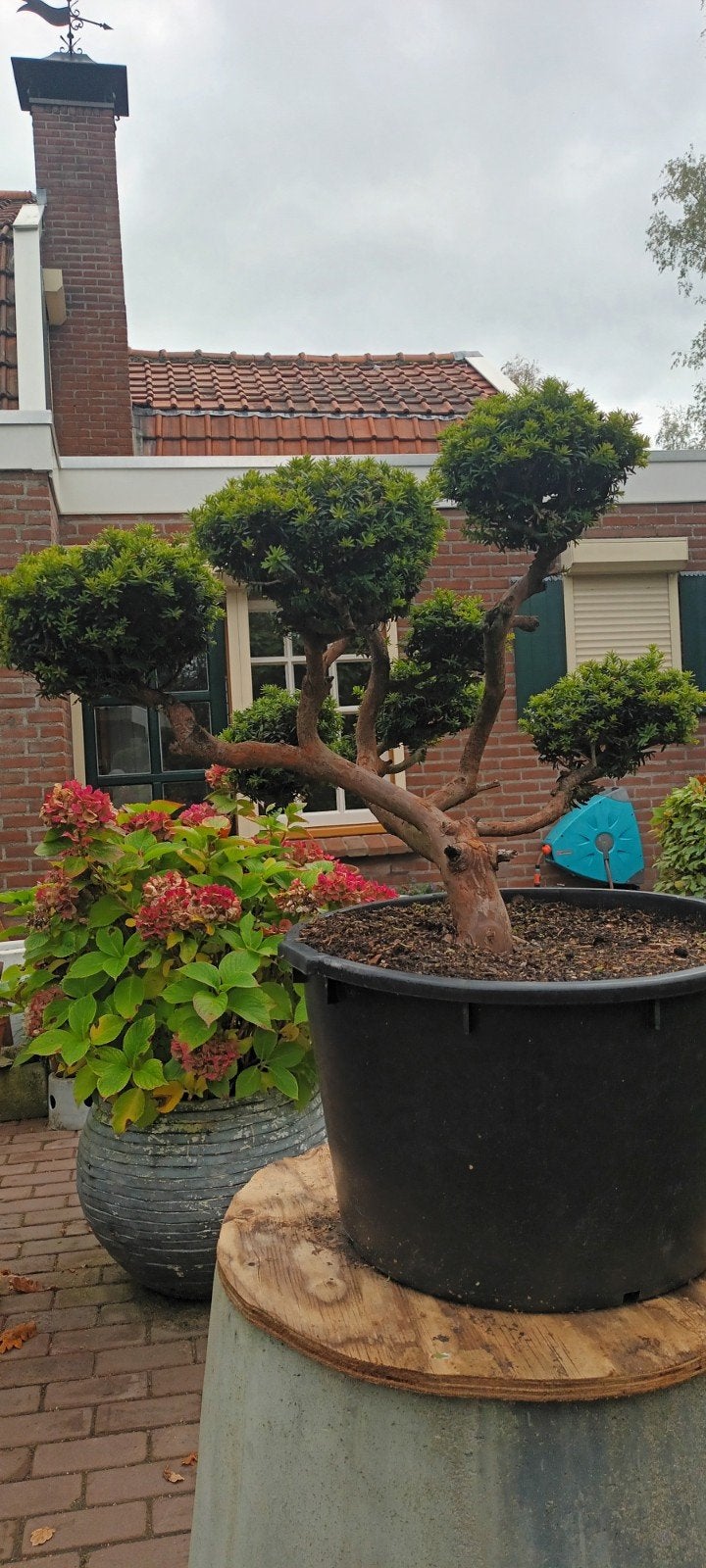 BONSAI (TAXUS), Ophalen, Bloeit niet, Halfschaduw, Overige soorten