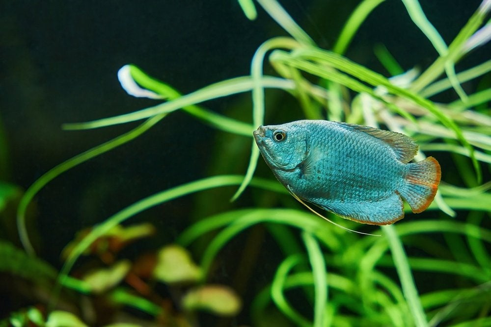 blauwe dwerggoerami 6cm te koop geslacht onbekend, Vis, Zoetwatervis, Schoolvis