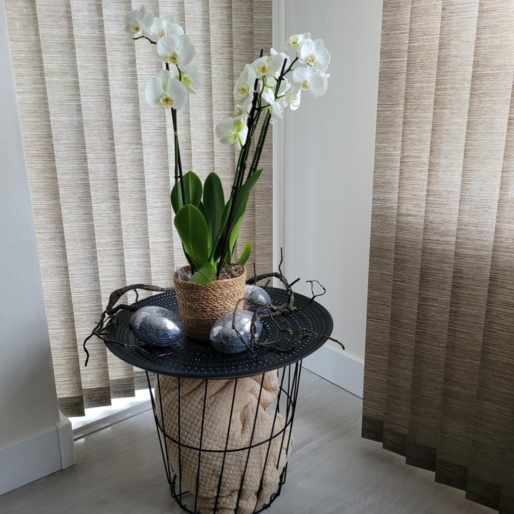 Mand, blad, eieren, plaid en echte orchideeën 3 taks, Huis en Inrichting, Woonaccessoires | Overige, Ophalen