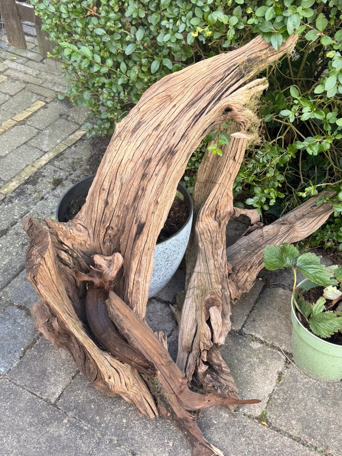 2 grote stukken kienhout, Dieren en Toebehoren, Vissen | Aquaria en Toebehoren, Ophalen, Gebruikt, Plant(en), Steen of Hout