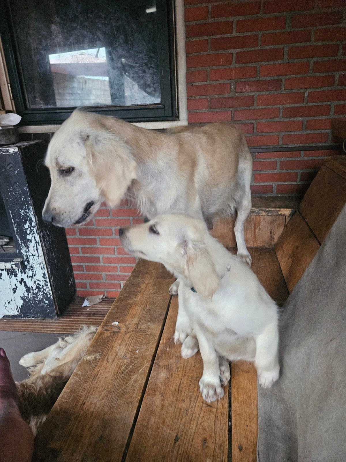 Te koop Flatcoated Retriever pup teefje, Overige rassen, 8 tot 15 weken, Teef, Parvo