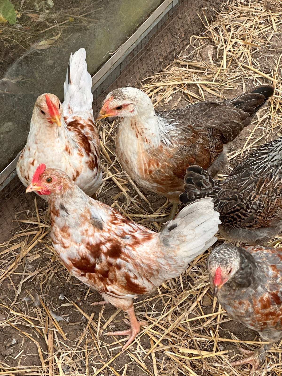 Jonge kippen te koop 6 stuks, Meerdere dieren, Kip