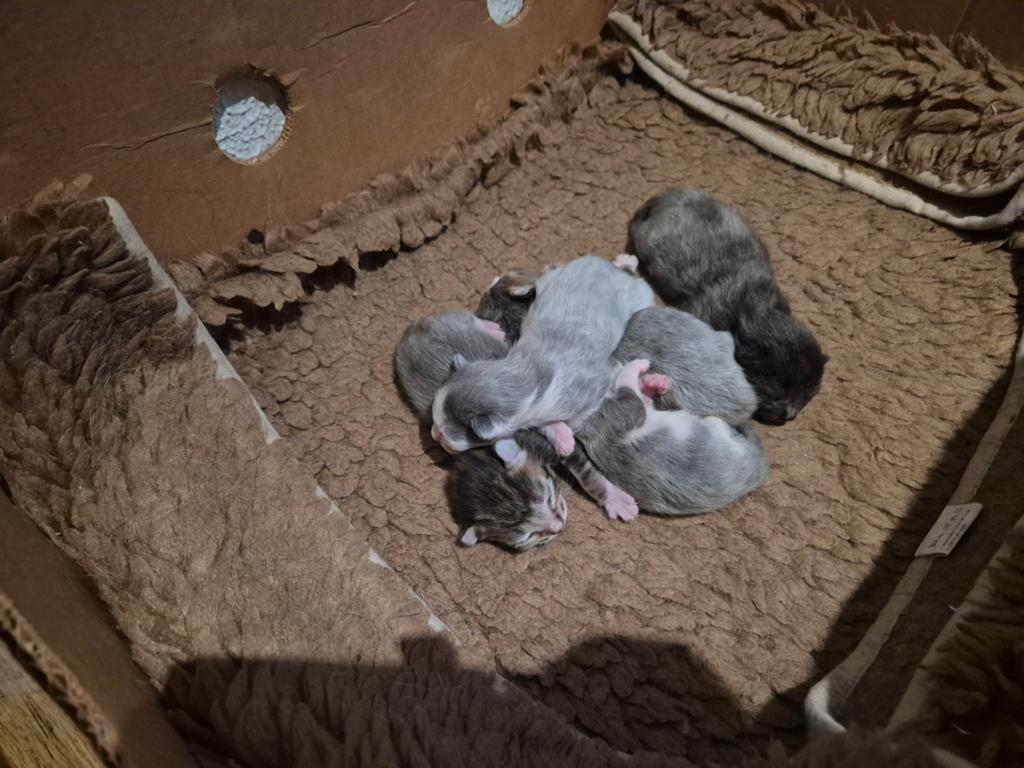Prachtige kittens, grijs / tijger / meerkleurig