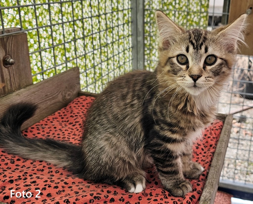 Ragdoll kittens, nog 1x Black Tabby katertje mag verhuizen, Dieren en Toebehoren, Kater, Gechipt, 0 tot 2 jaar