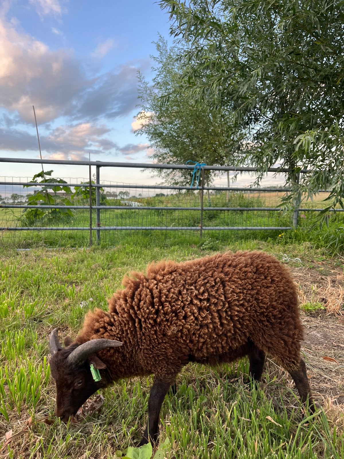 Bruine ouessant ram 3 maanden oud, Mannelijk, Schaap