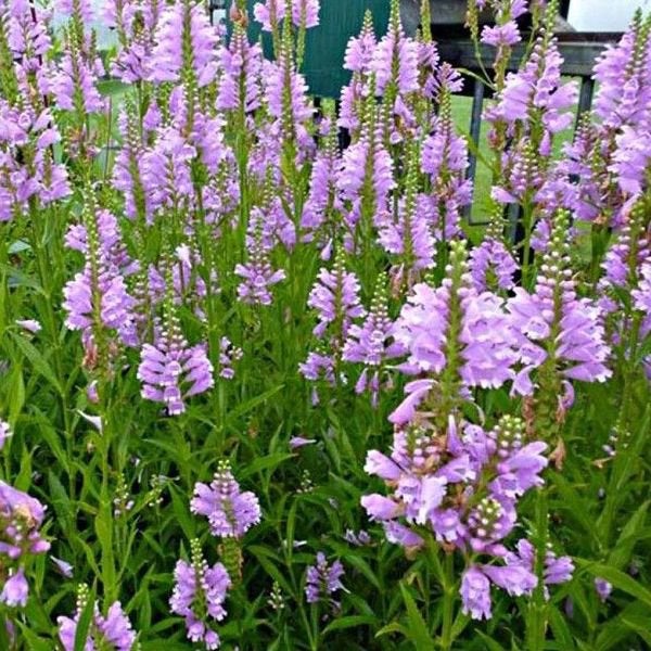 Physostegia virginiana Bouquet Rose - per zakje, Tuin en Terras, Ophalen of Verzenden, Voorjaar, Volle zon, Zaad