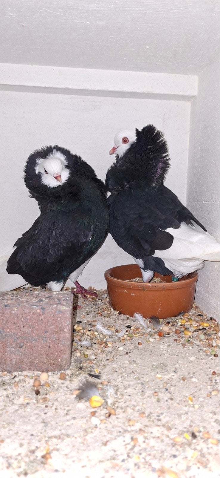 te koop sierduiven Oudhollands kapucijnen duiven zwarte, Dieren en Toebehoren, Meerdere dieren, Overige soorten