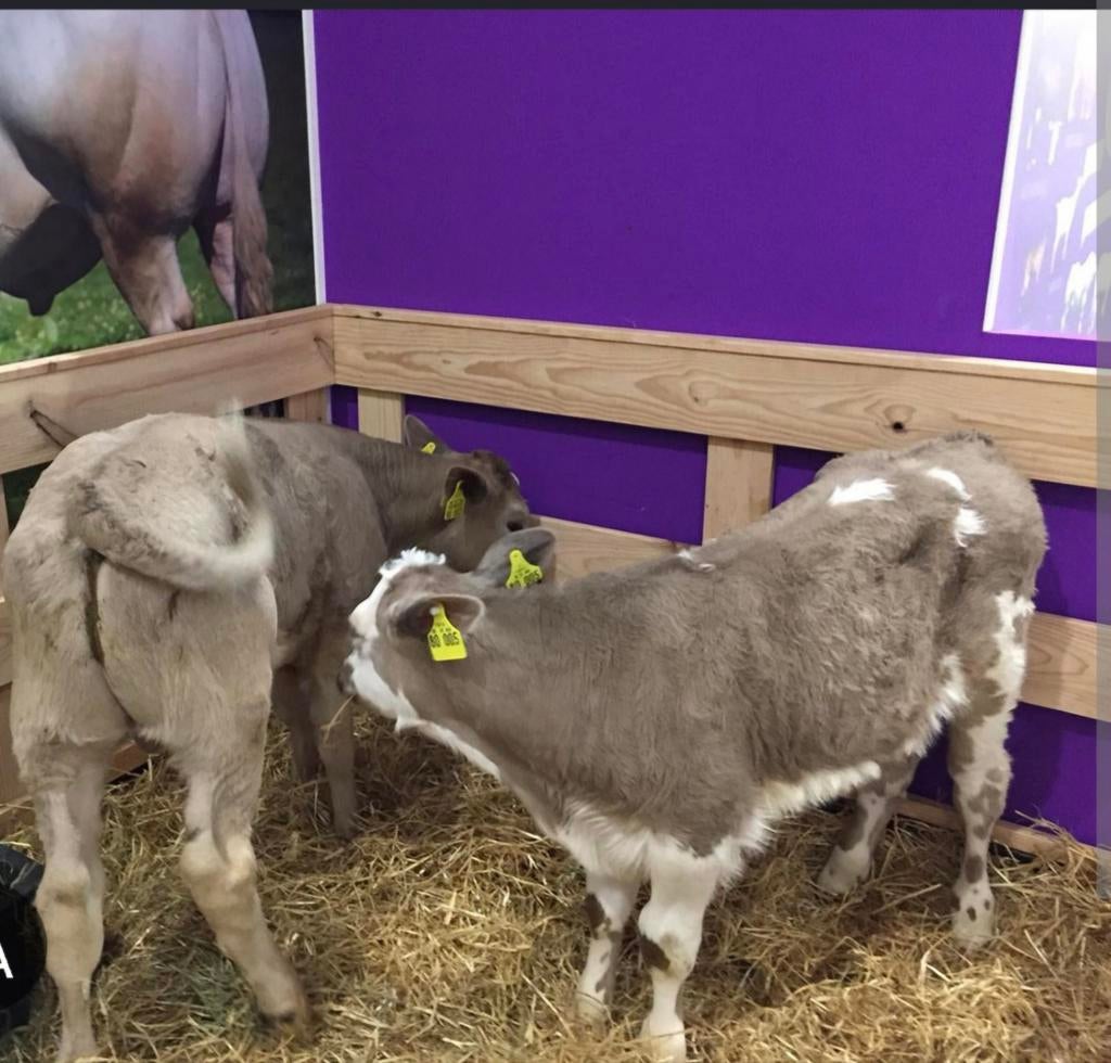 Gezocht Blonde d'Aq, Hereford, Limousin, piemontese, inra 95, Dieren en Toebehoren, Vrouwelijk, 0 tot 2 jaar
