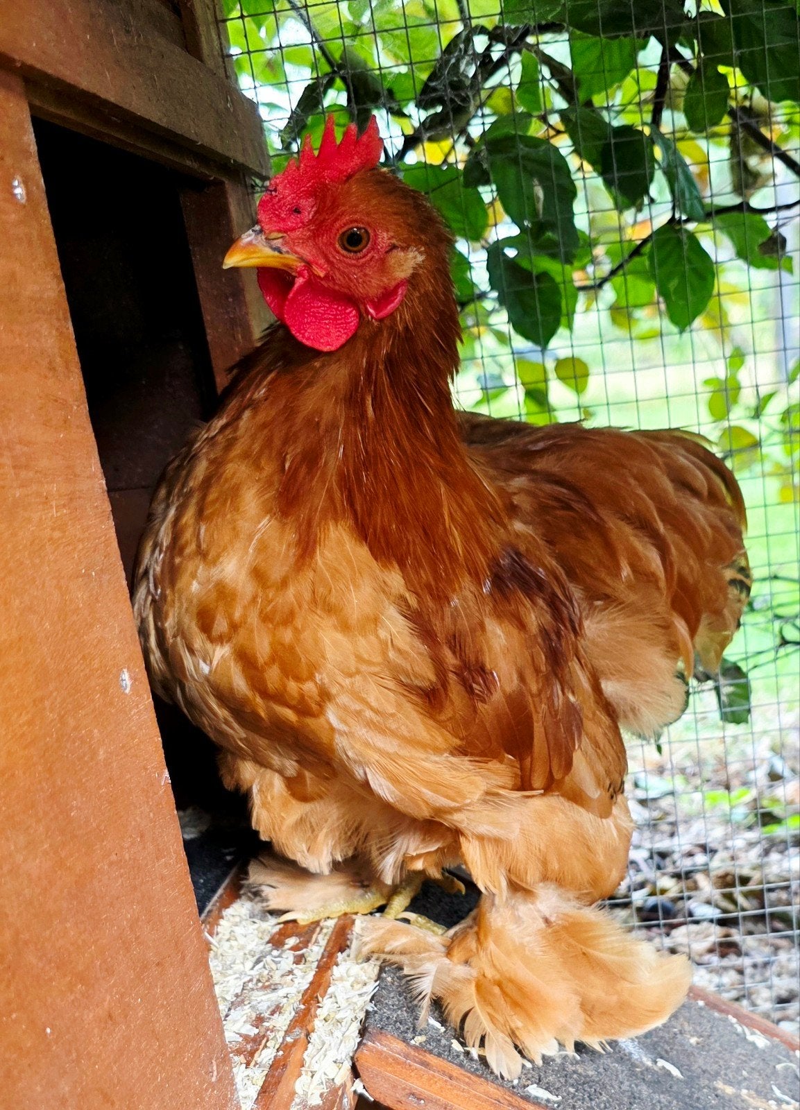 Cochin kriel buff, Dieren en Toebehoren, Pluimvee, Mannelijk, Kip
