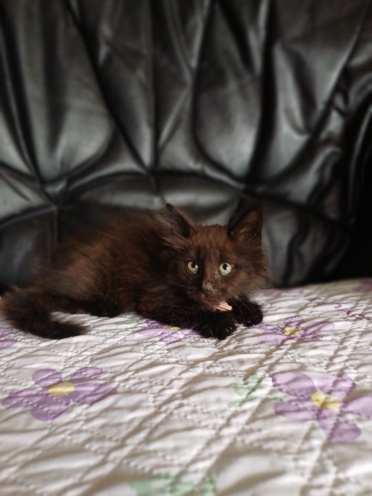 Onze Bloem Noorse Boskat heeft 2 kittens gekregen ., Meerdere dieren, Met stamboom, 0 tot 2 jaar