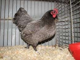Australorp krielkippen., Dieren en Toebehoren, Vrouwelijk, Kip