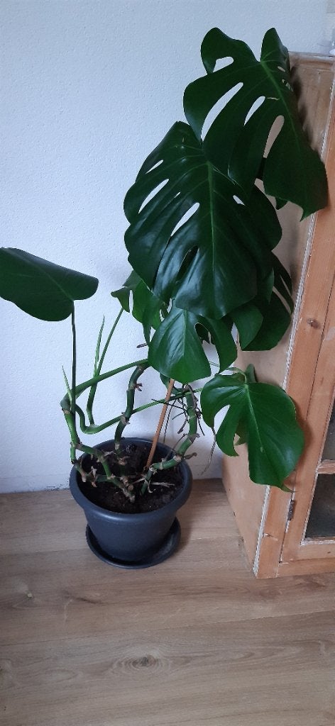 Plant gratis af te halen, Tuin en Terras, Planten | Tuinplanten, Ophalen, Overige soorten, Volle zon
