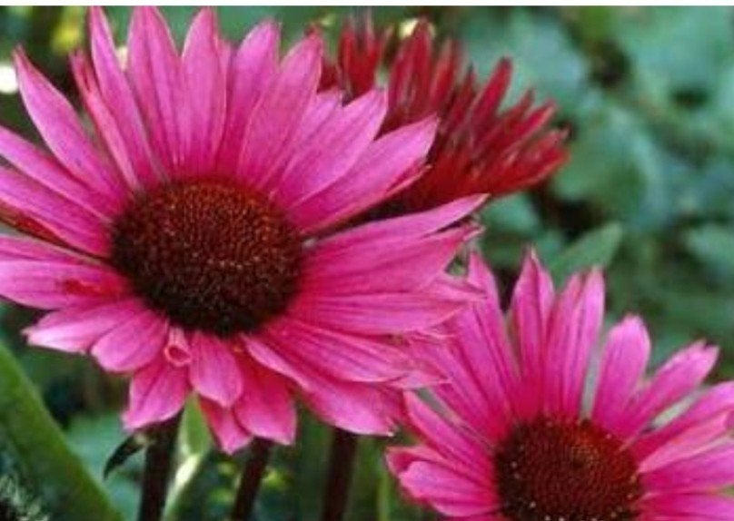 Rode Zonnehoed (Echinacea purpurea) in 2 liter pot, Overige soorten, Volle zon, Vaste plant, Ophalen of Verzenden