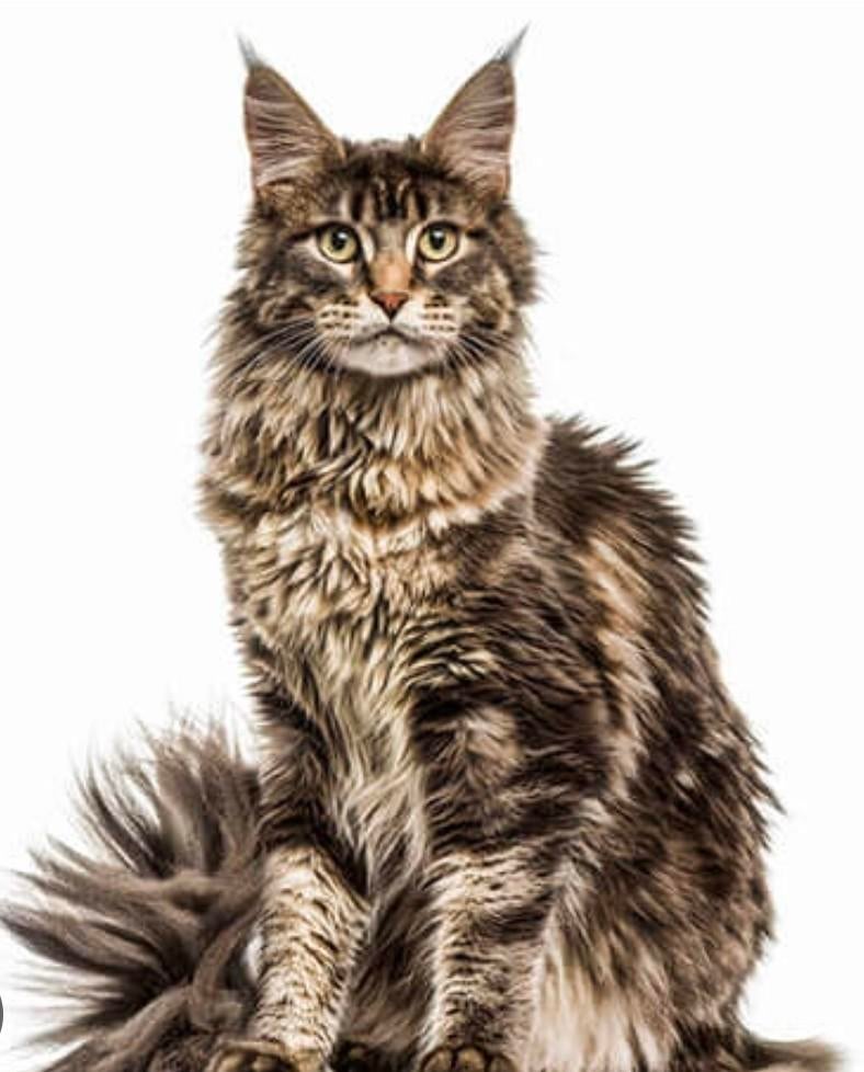 Gezocht dekkater voor onze maine coon