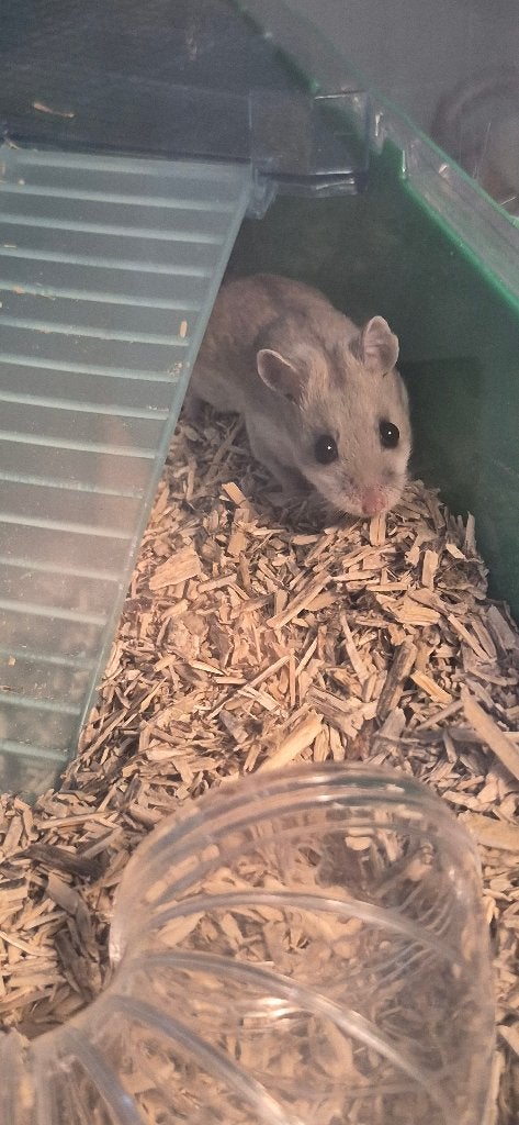 Sweet Chinese Dwerghamsters MET KOOI/AQUARIUM - ALL IN., Dieren en Toebehoren, Knaagdieren, December, Meerdere dieren, Hamster