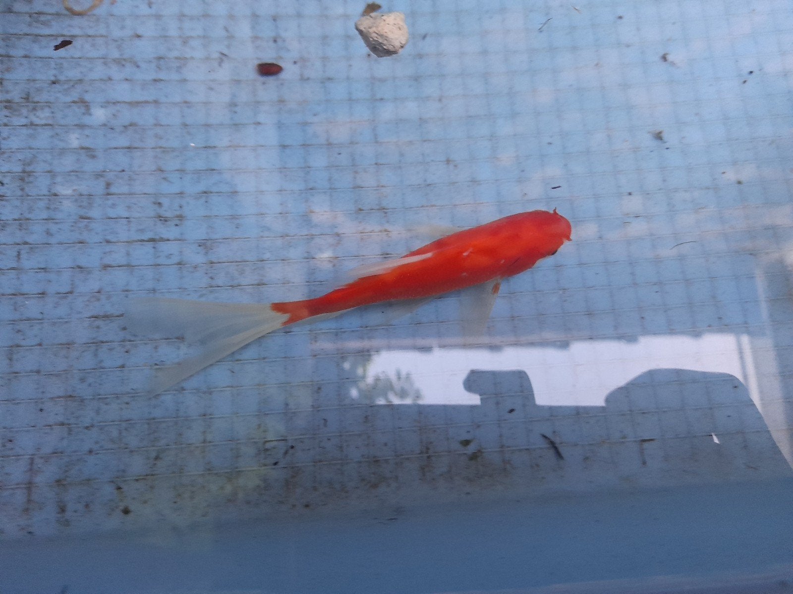 Sarasa goudvis rood wit 12 cm, Dieren en Toebehoren, Vissen | Vijvervissen, Goudvis(sen)