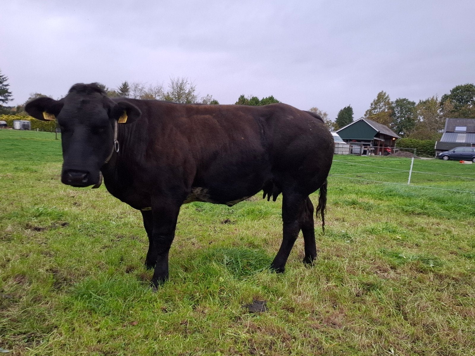 Guste dikbil koe en 3 stierkalveren, Dieren en Toebehoren, Meerdere dieren