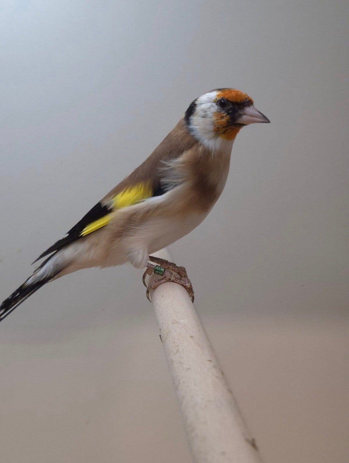 Major Putter, Mannelijk, Wildzangvogel, Geringd