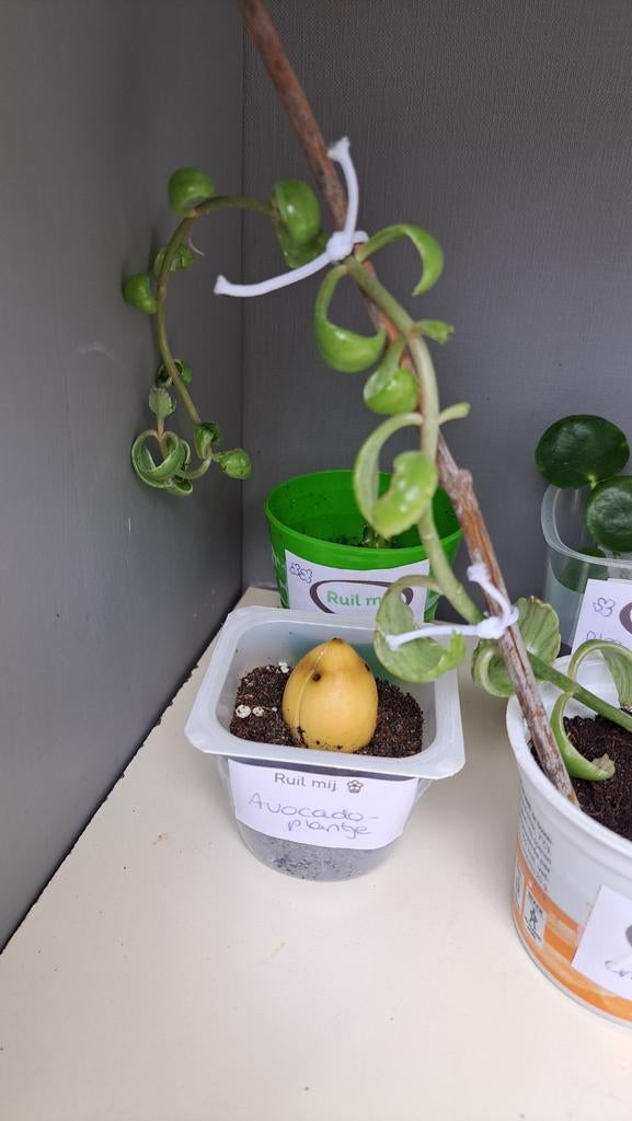 Avocadoplantje, Huis en Inrichting, Kamerplanten, Ophalen, Halfschaduw, Minder dan 100 cm