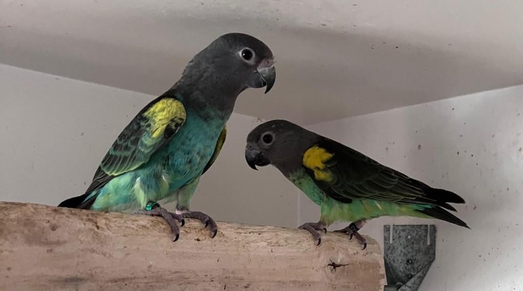 1-1 Poicephalus Meyeri Saturatus 2025-2026, Dieren en Toebehoren, Meerdere dieren, Papegaai, Geringd