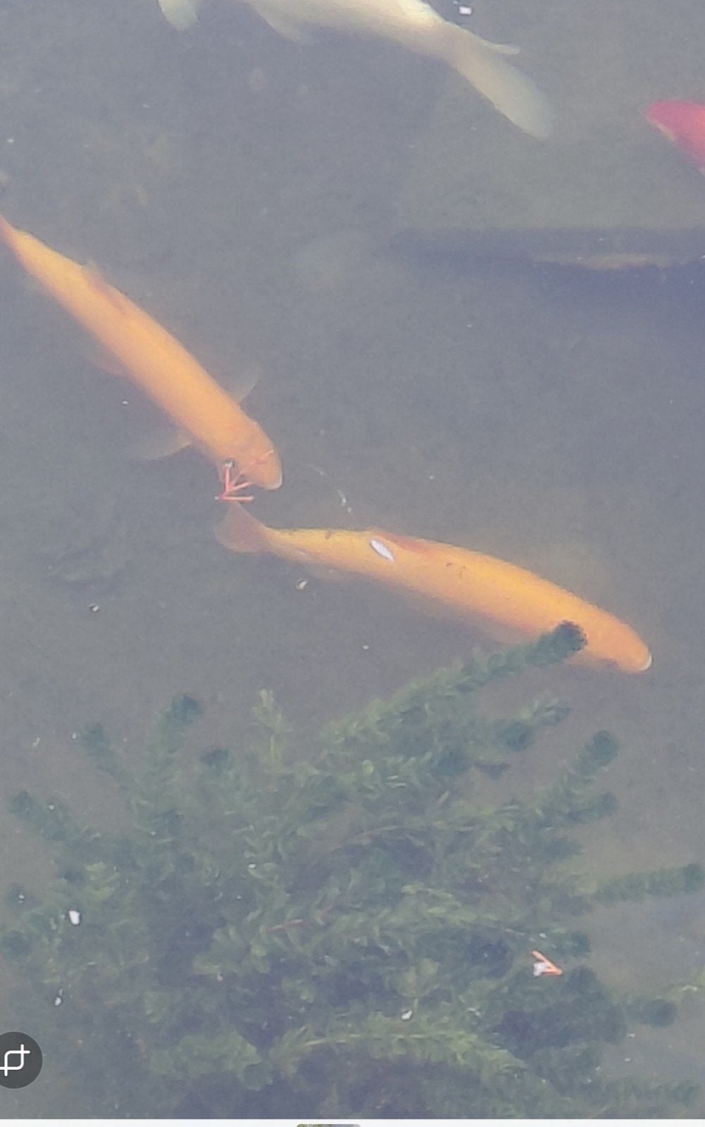 2 goudwinden van 30cm