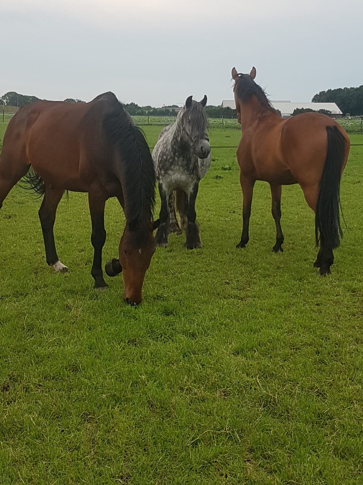pension stalling, Stalling, 4 paarden of pony's of meer