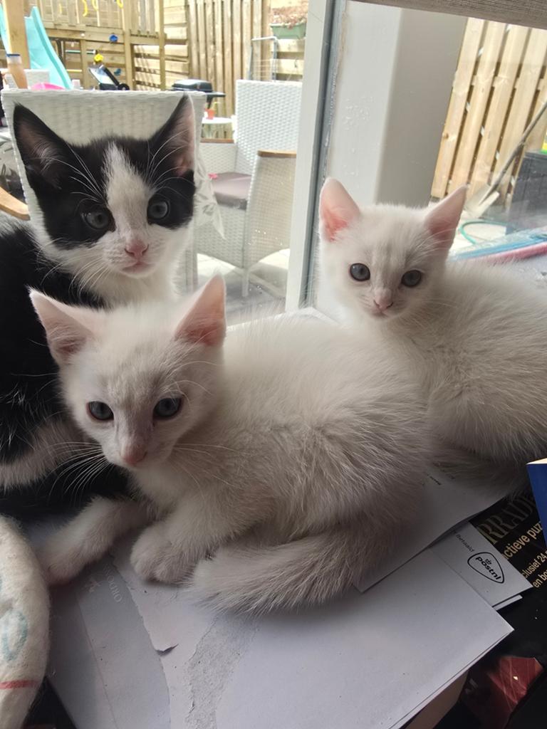 Kittens te koop, Dieren en Toebehoren, Kater, Kortharig, 0 tot 2 jaar