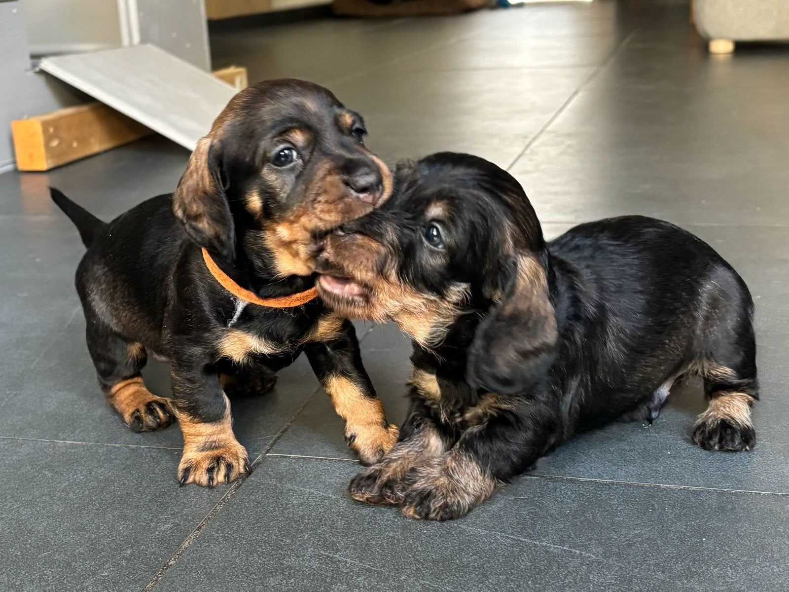 Ruwharige Teckel pups (middelmaat), Dieren en Toebehoren, Honden | Teckels en Dashonden, Standaard, 8 tot 15 weken, Parvo, Meerdere