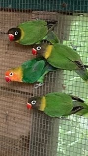agapornis fischeri en personata wildkleur, Dieren en Toebehoren, Vogels | Parkieten en Papegaaien, Meerdere dieren, Dwergpapegaai of Agapornis