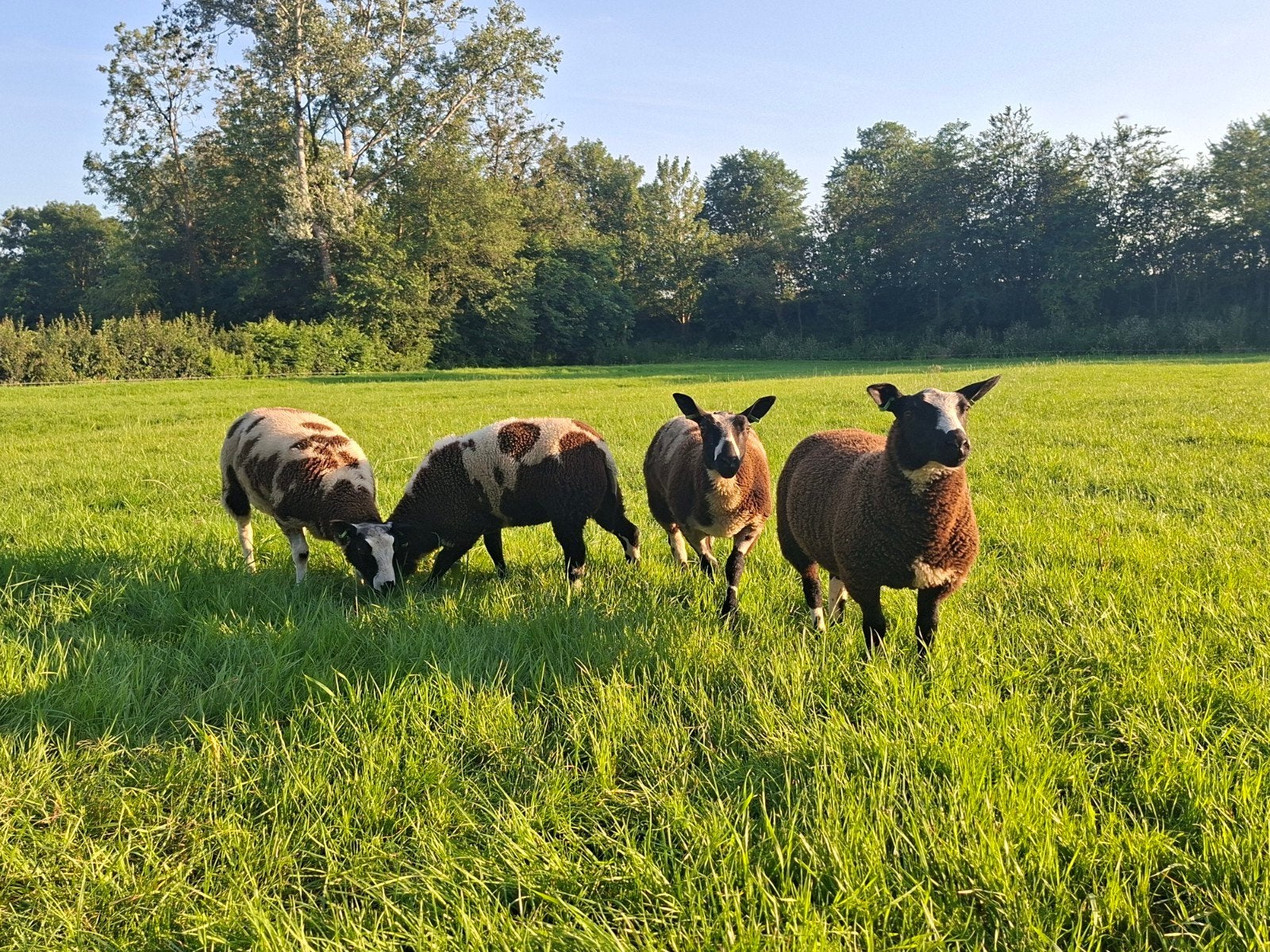 zwoegervrije bonte ooien, Dieren en Toebehoren, Vrouwelijk, Schaap