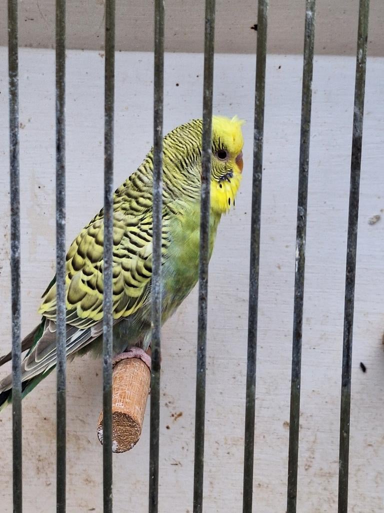 Aqua dun fallow man met puntkuif, Dieren en Toebehoren, Mannelijk, Parkiet