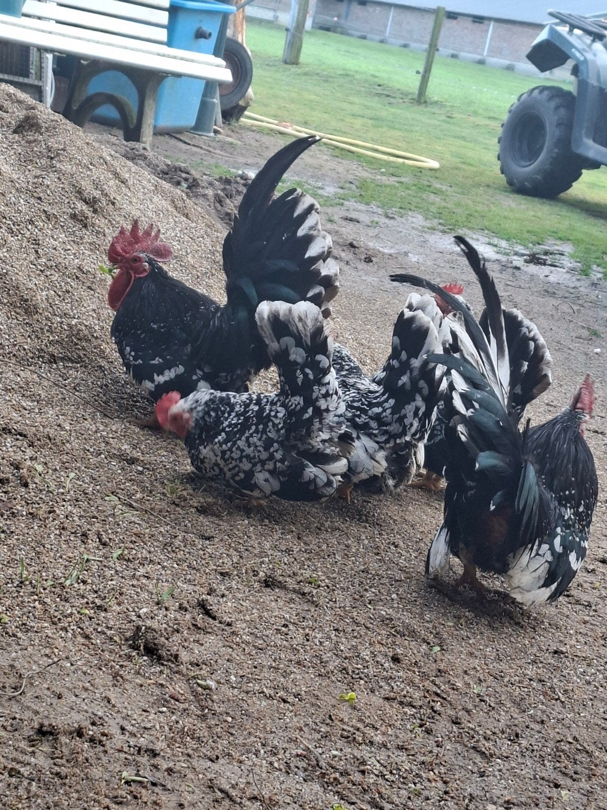 Mooie koppel shabo, Meerdere dieren, Kip
