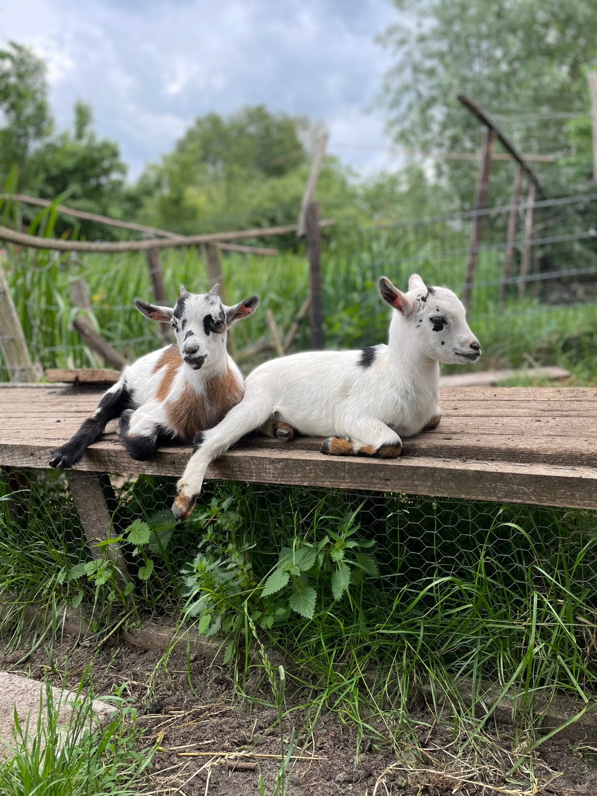 Dwergeitjes te koop geitje met bokje, Vrouwelijk, Geit