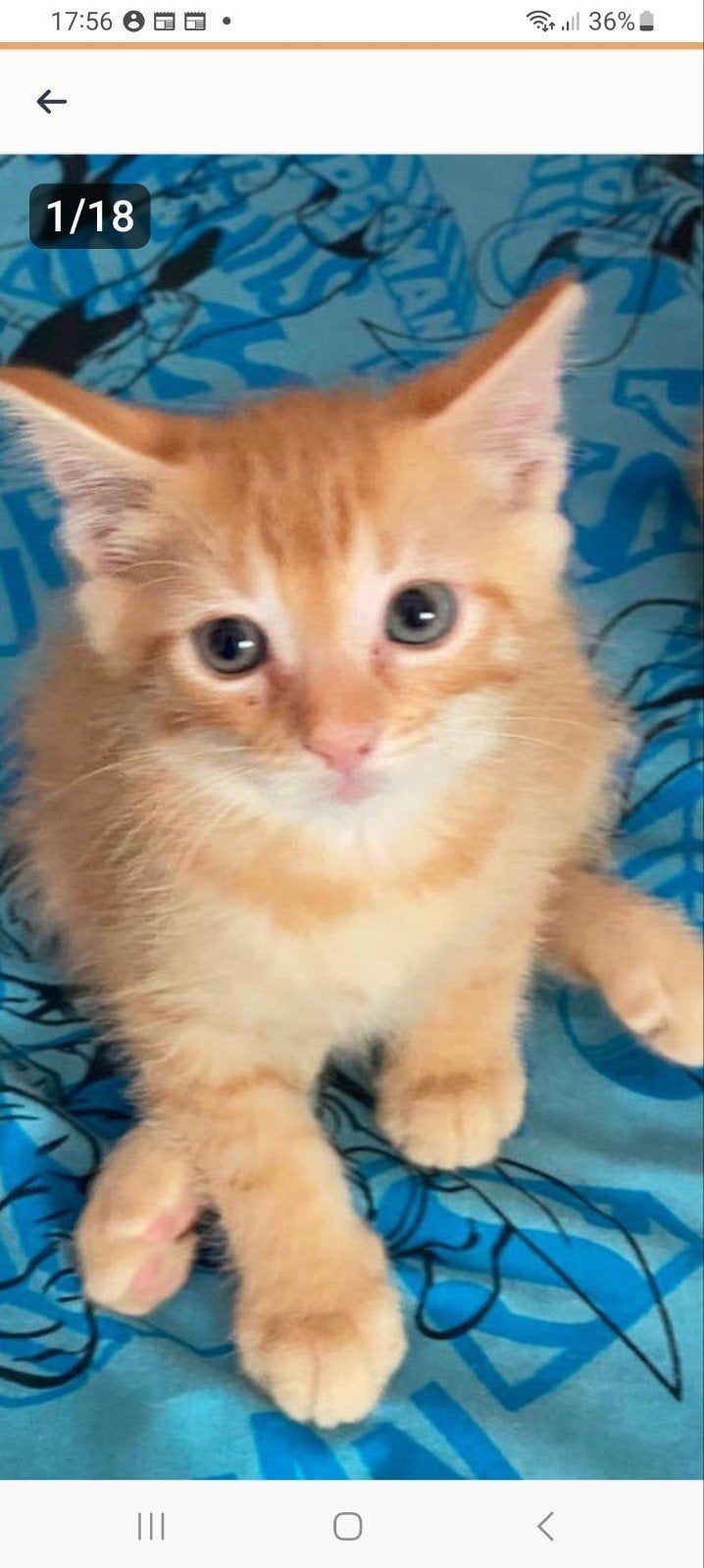 Maine coon x 1 katertjes 1 tijger poesje, Dieren en Toebehoren, Katten en Kittens | Overige Katten, Meerdere dieren