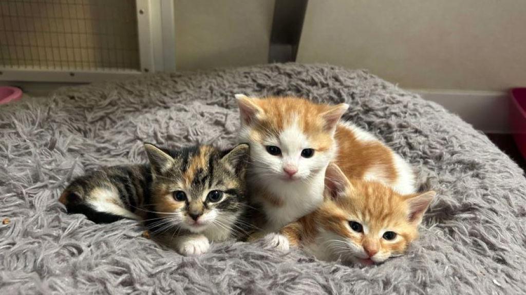 Kitten gezocht, Ophalen