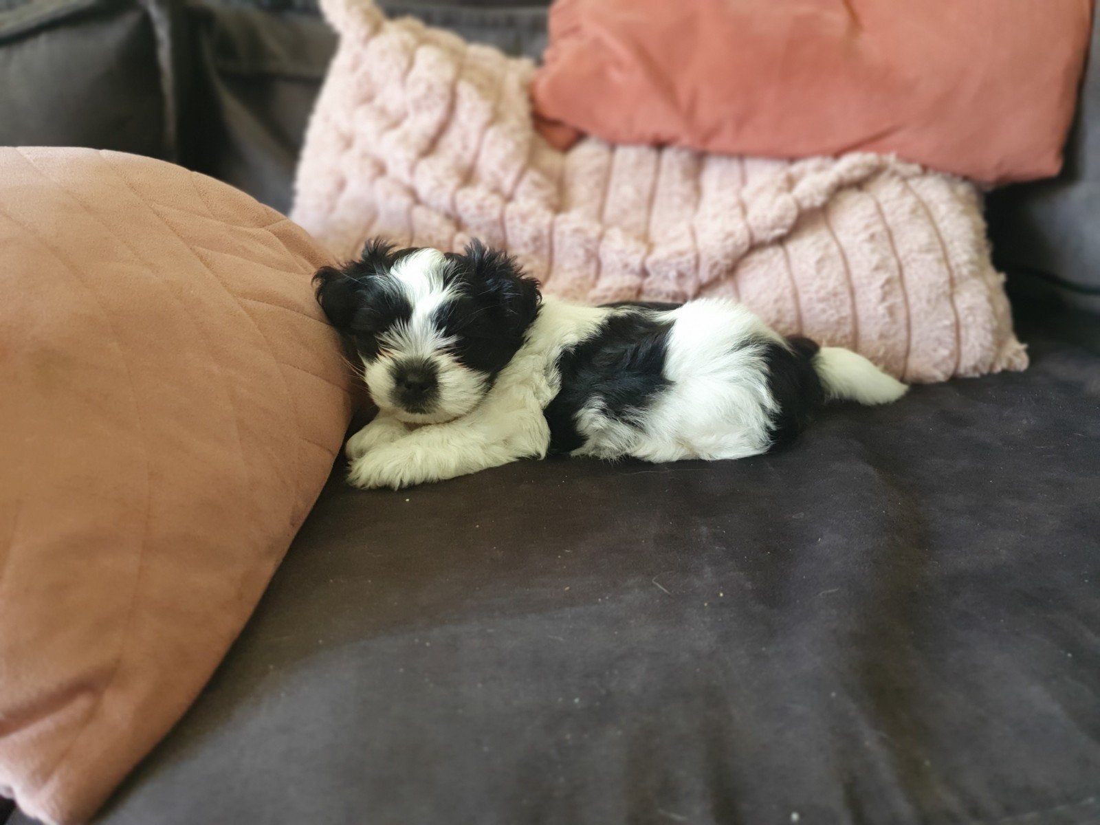 heel mooi en lief shih-tzu puppy, Reu, 8 tot 15 weken, Eén hond, CDV (hondenziekte)