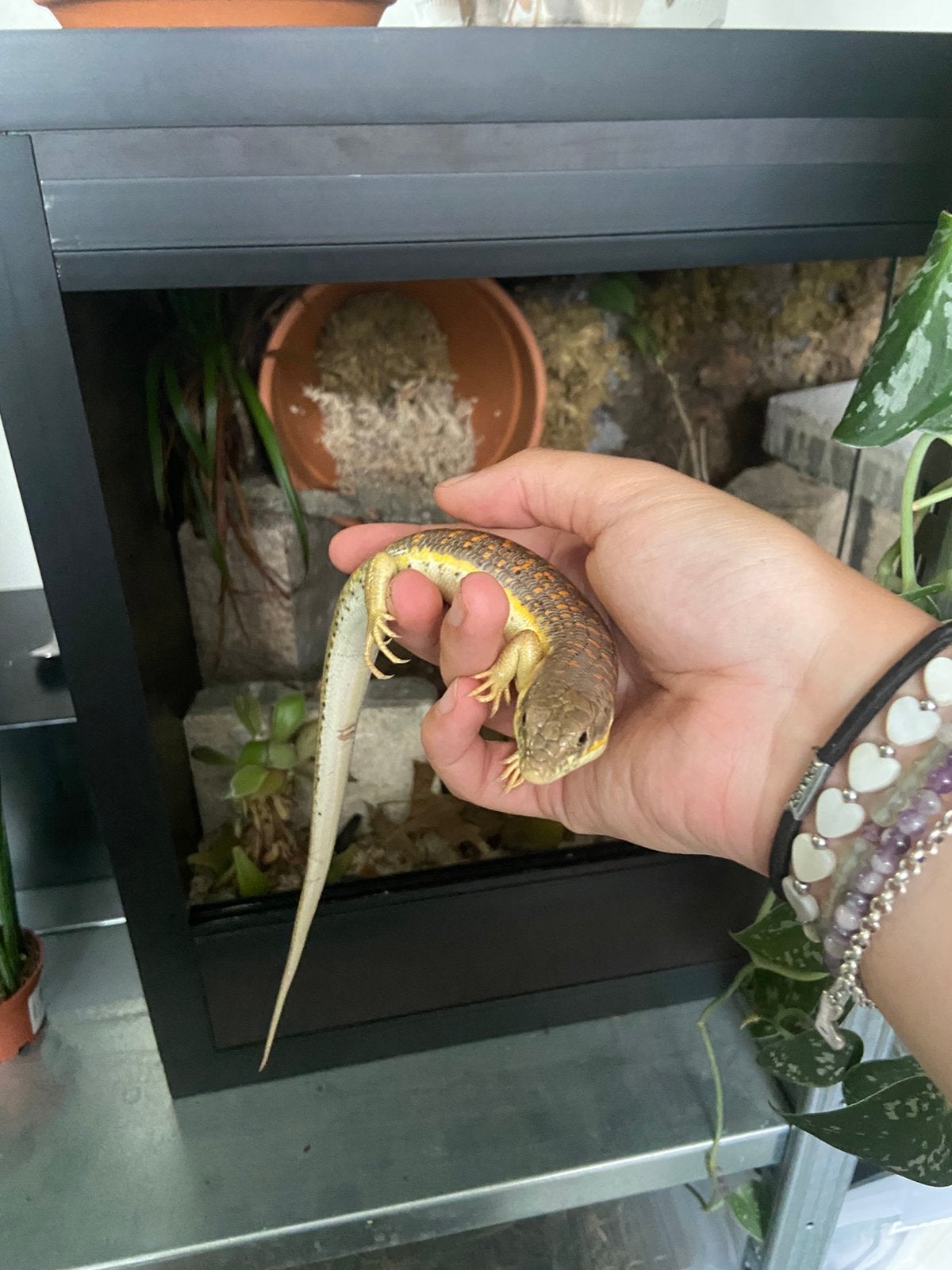 Schneiders skink, Dieren en Toebehoren, Hagedis, Tam, 0 tot 2 jaar
