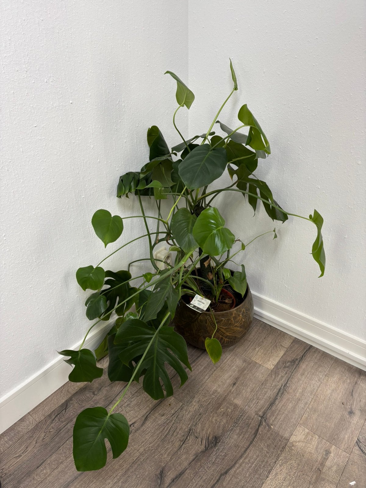 Monstera inclusief pot, Huis en Inrichting, Kamerplanten, Ophalen, Overige soorten, Halfschaduw, In pot