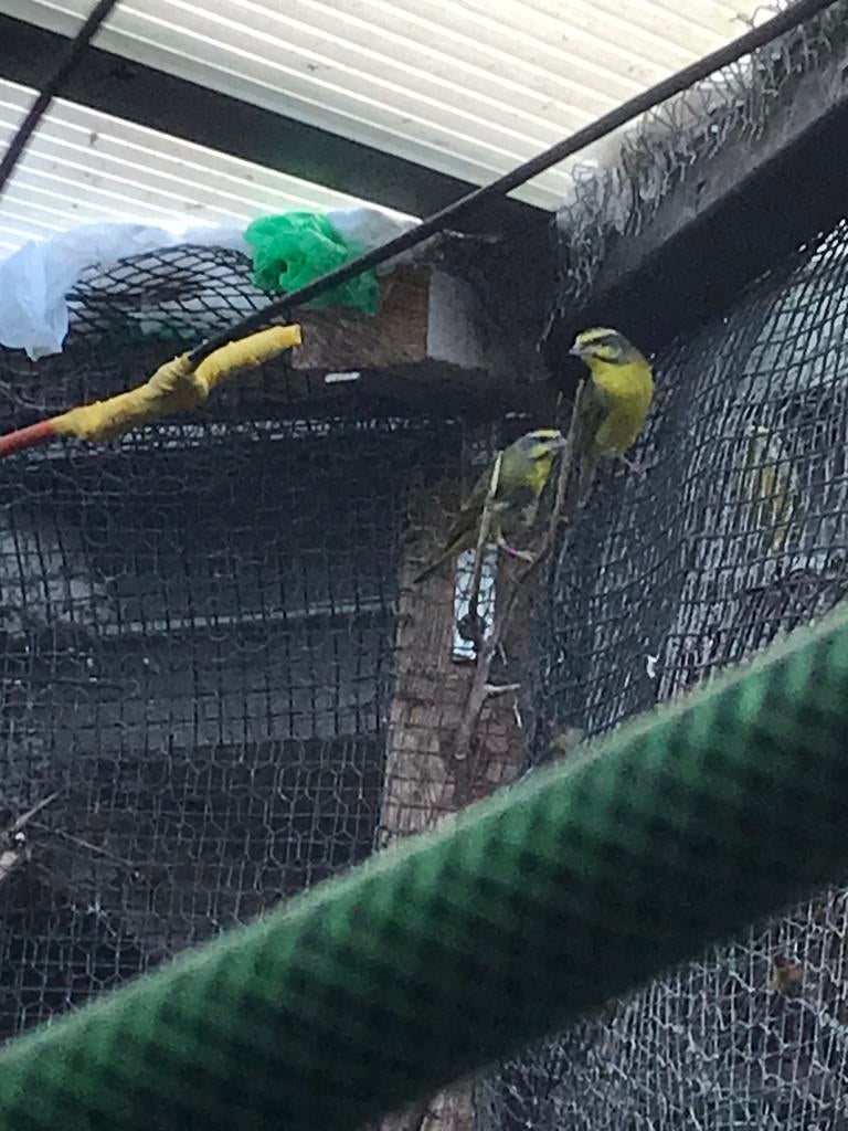 Mozambiquesijzen mozambique sijs sijsjes KOPPEL, Meerdere dieren, Tropenvogel, Geringd