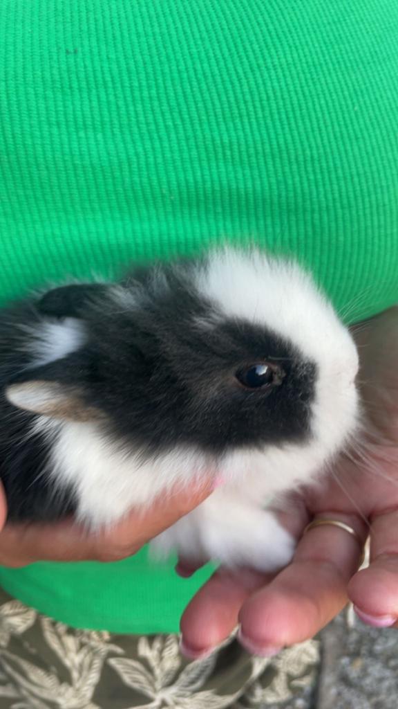 Konijntjes, Dieren en Toebehoren, Konijnen, Meerdere dieren