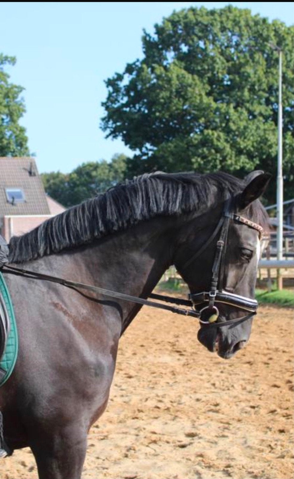Wij zoeken dressuur ruiter voor dit mooie paard te rijden, Ophalen of Verzenden