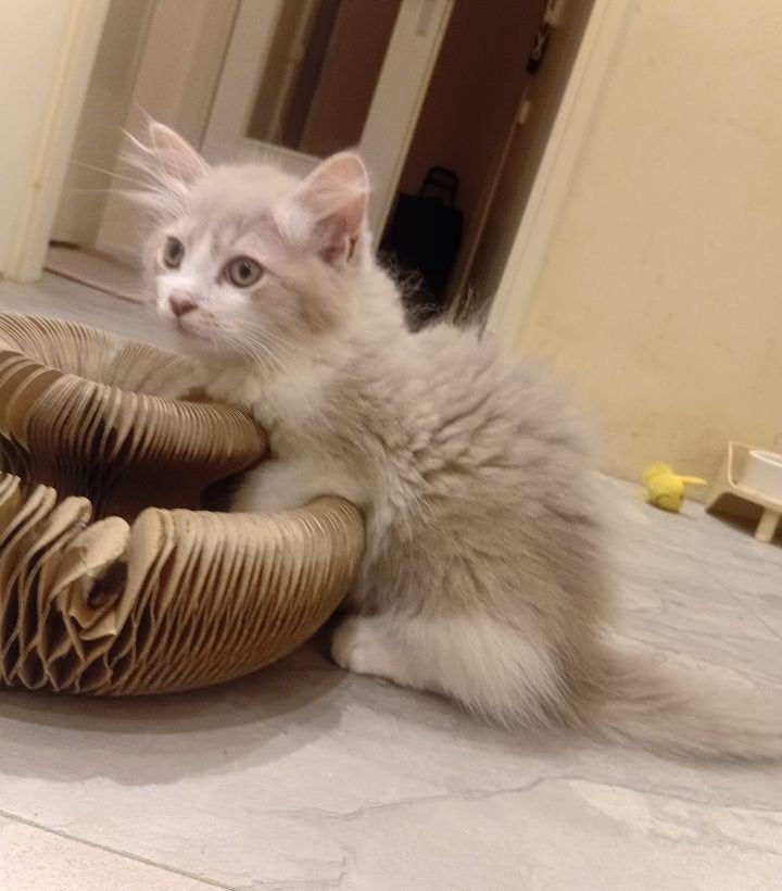 Lief sociaal Ragdoll katertje, Kater, Ontwormd, 0 tot 2 jaar