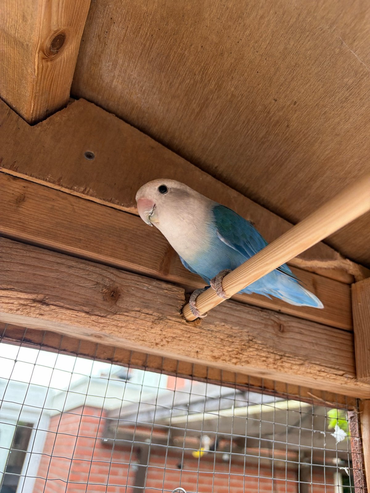 agapornis man, Dieren en Toebehoren, Vogels | Parkieten en Papegaaien, Mannelijk, Dwergpapegaai of Agapornis, Geringd