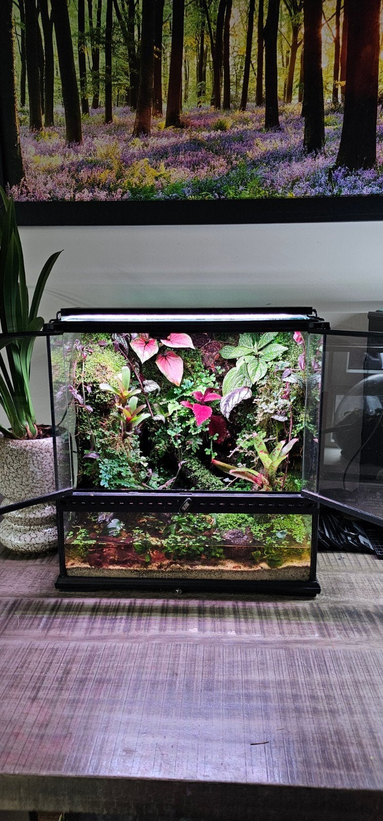 Paludarium Terrarium, Dieren en Toebehoren, Reptielen en Amfibieën | Toebehoren, Ophalen