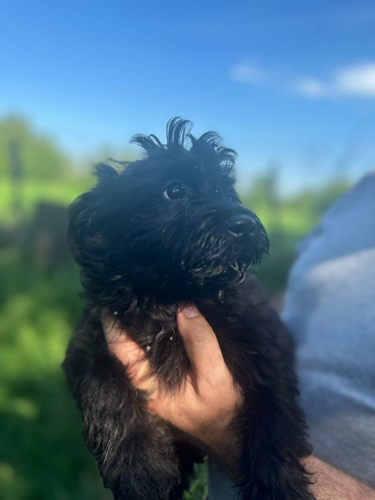 Lieve pupjes van mams Sally van bijna 4 maandjes, Dieren en Toebehoren, Honden | Niet-rashonden, Particulier, 15 weken tot 1 jaar